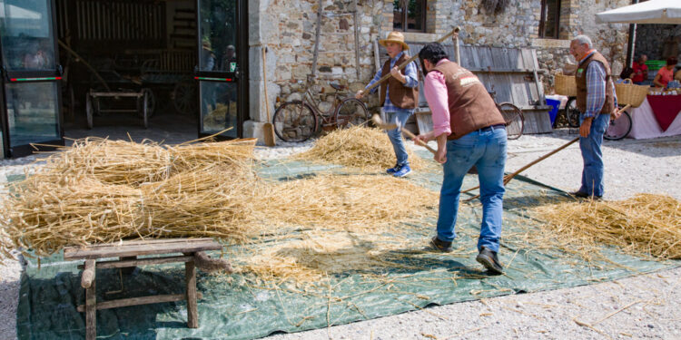 Fagagna. Al Museo della Vita Contadina la Giornata della trebbiatura