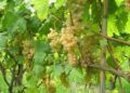Rischio vendemmia anticipata. Coldiretti: serve un piano di sostegno