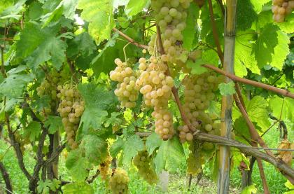 Rischio vendemmia anticipata. Coldiretti: serve un piano di sostegno