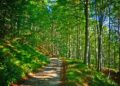 Patrimonio boschivo: in Friuli cresce bosco certificato