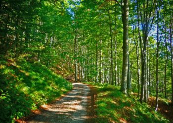 Patrimonio boschivo: in Friuli cresce bosco certificato