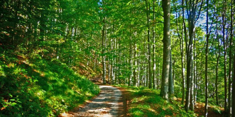 Patrimonio boschivo: in Friuli cresce bosco certificato