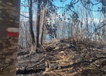 Crisi climatica, alleanza costituzionale per ripensare i modelli produttivi