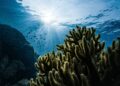 Crisi climatica e mare caldo. Il futuro è a rischio.