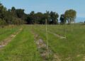 Muzzana del Turgnano. Un corridoio ecologico nella foresta planiziale