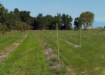 Muzzana del Turgnano. Un corridoio ecologico nella foresta planiziale