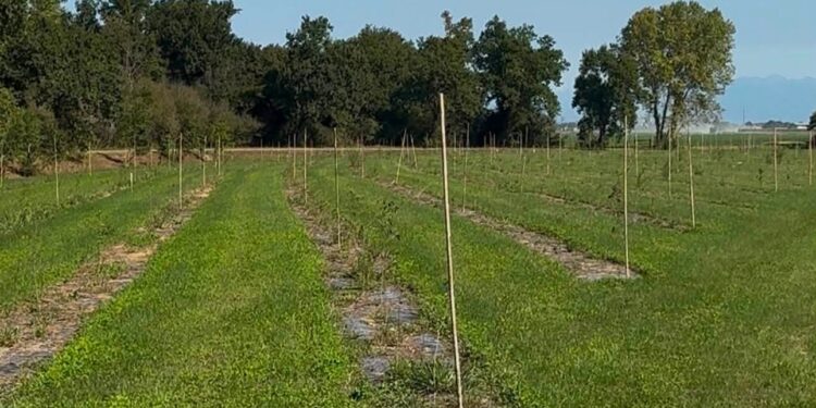 Muzzana del Turgnano. Un corridoio ecologico nella foresta planiziale