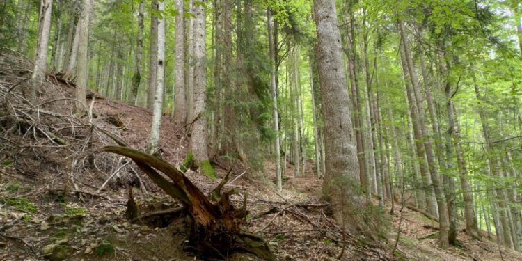 Paularo. Bosco Vintulins tra i “Boschi vetusti” della rete nazionale