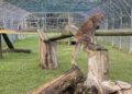 Pagnacco. Verso il potenziamento del Centro per la fauna selvatica