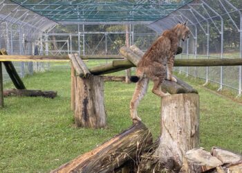 Pagnacco. Verso il potenziamento del Centro per la fauna selvatica
