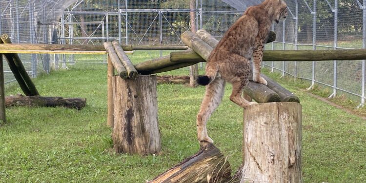 Pagnacco. Verso il potenziamento del Centro per la fauna selvatica