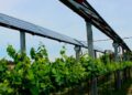 Dall’agrivoltaico che protegge i vigneti alle colture sostenibili. L’agricoltura si trasforma