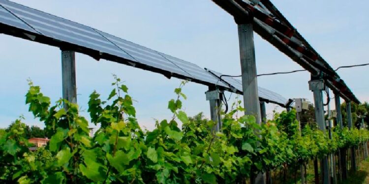 Dall’agrivoltaico che protegge i vigneti alle colture sostenibili. L’agricoltura si trasforma