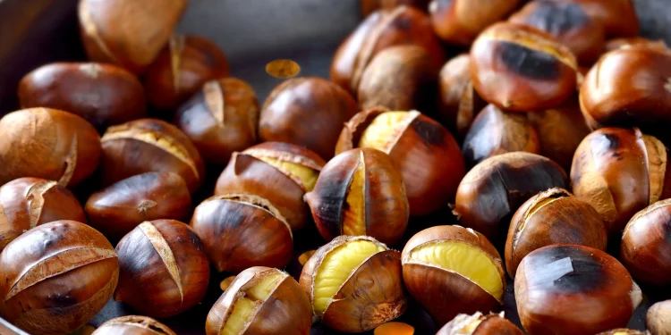 Castagne e siccità. Meno raccolto e più piccole